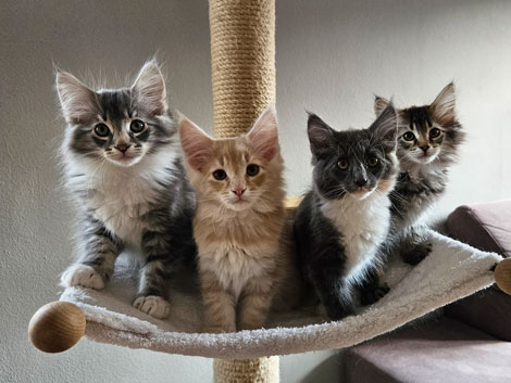Babys FF-Wurf